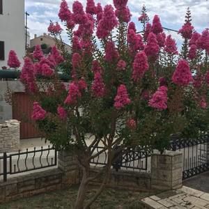 Meet your Posher, Suzana